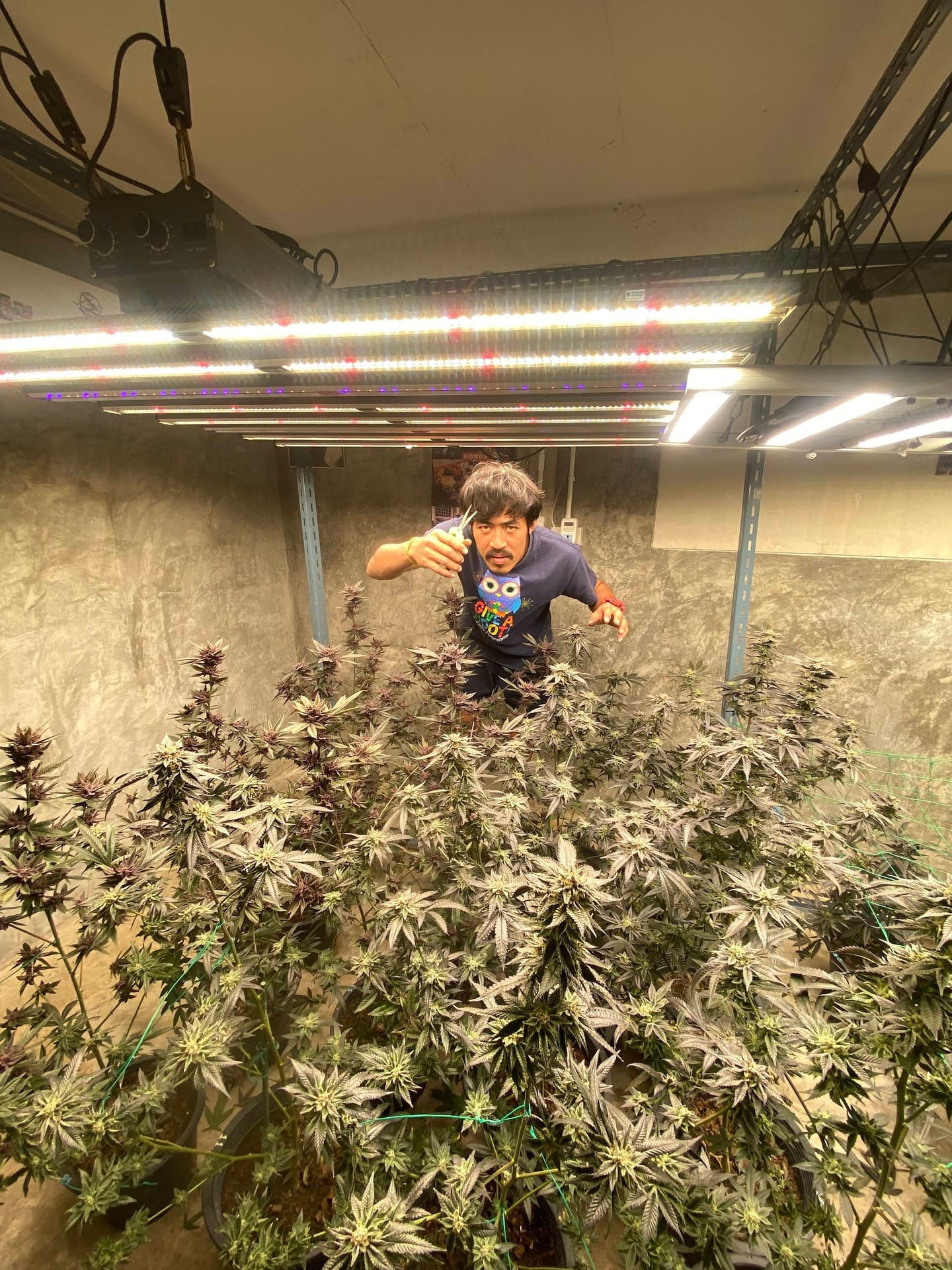 Cannabis Home