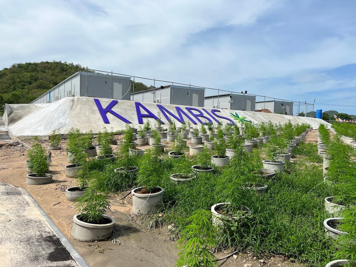 Kambis