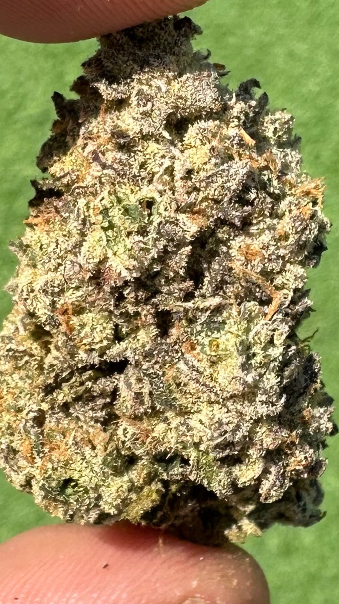 Greenbandicoot Weed