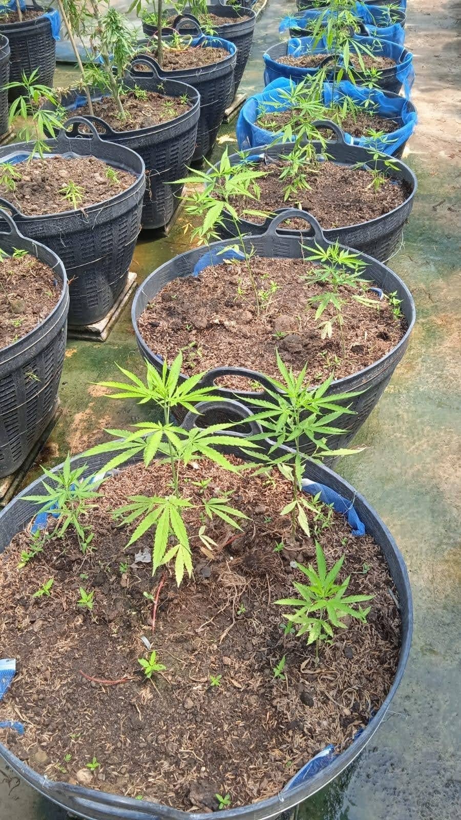 Cannabis Station