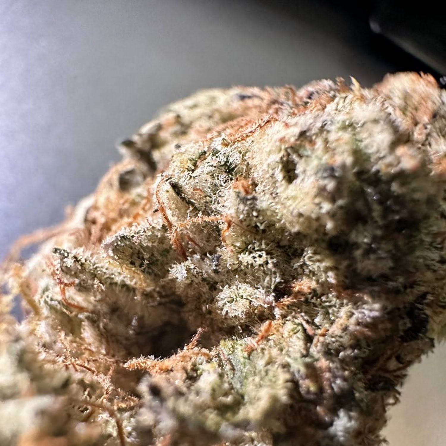 Mr.weed Seed