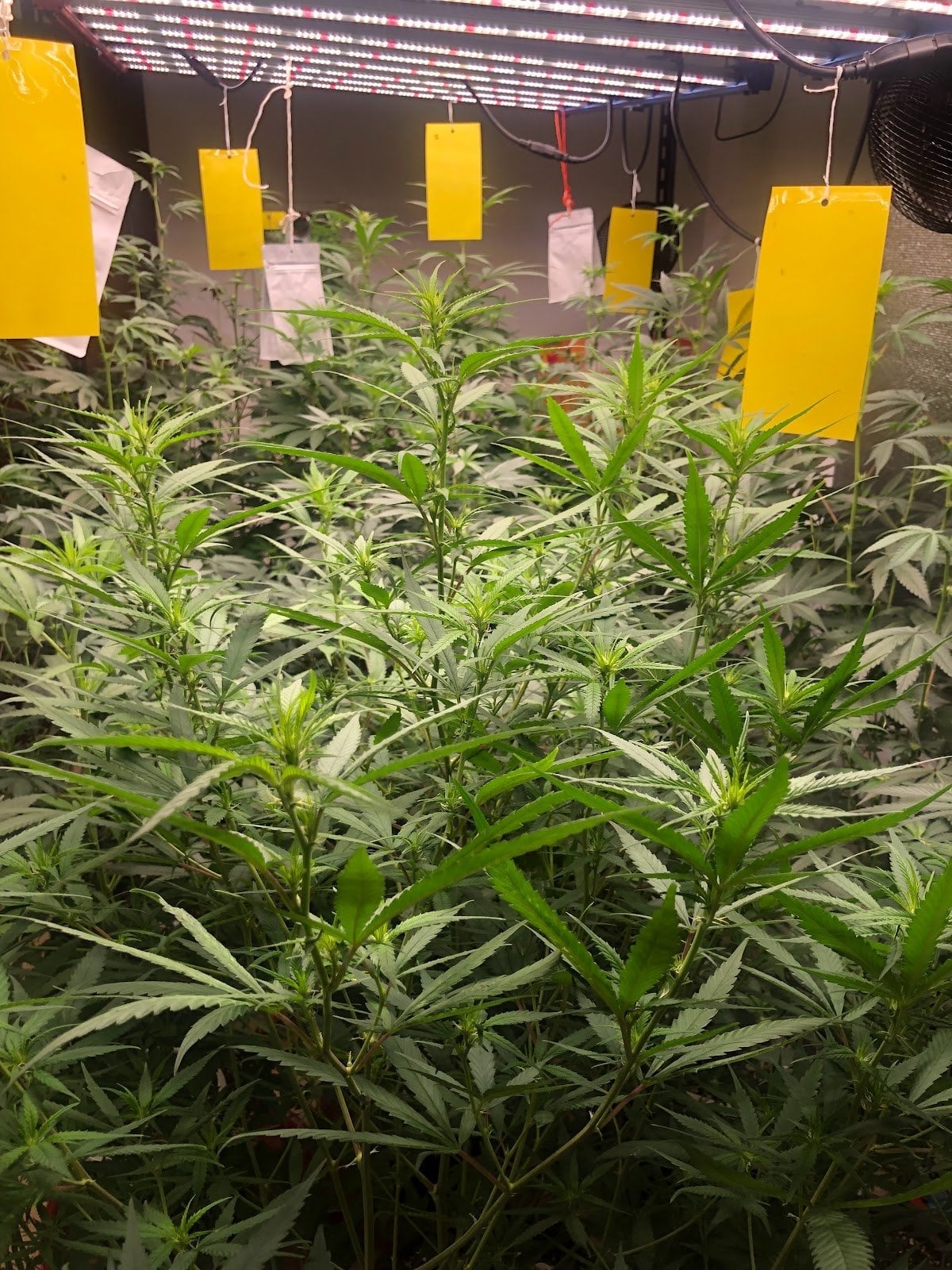 N.N.Organic Farm