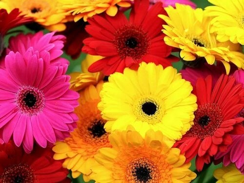 Flower Power X High Again