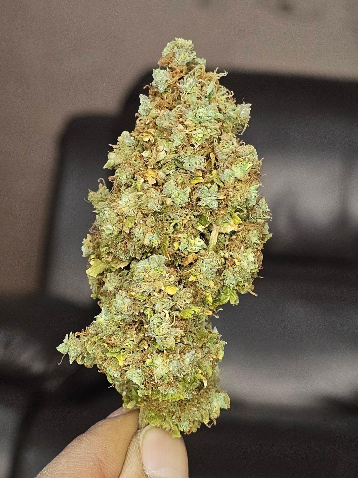 Cannabis Dispensary And Weed Shop In Pattaya