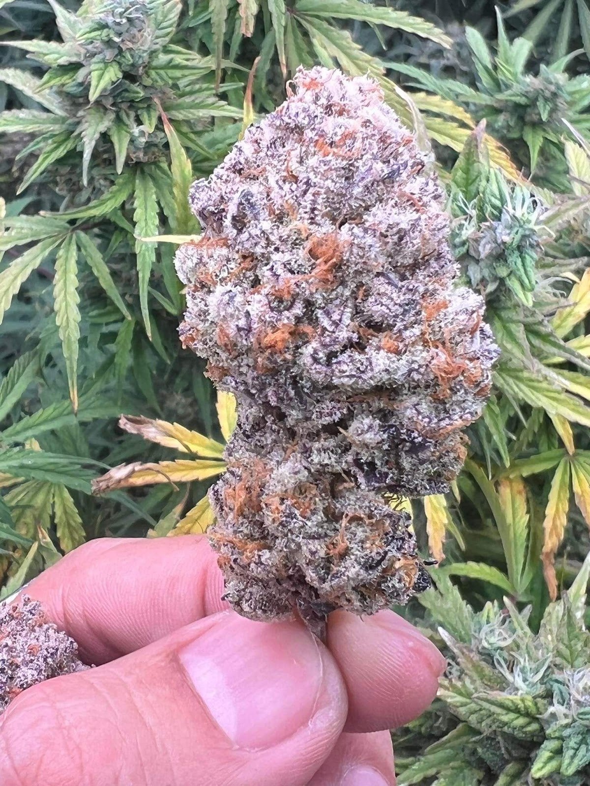 Octagrams Cannabis Dispensary Shop CNX