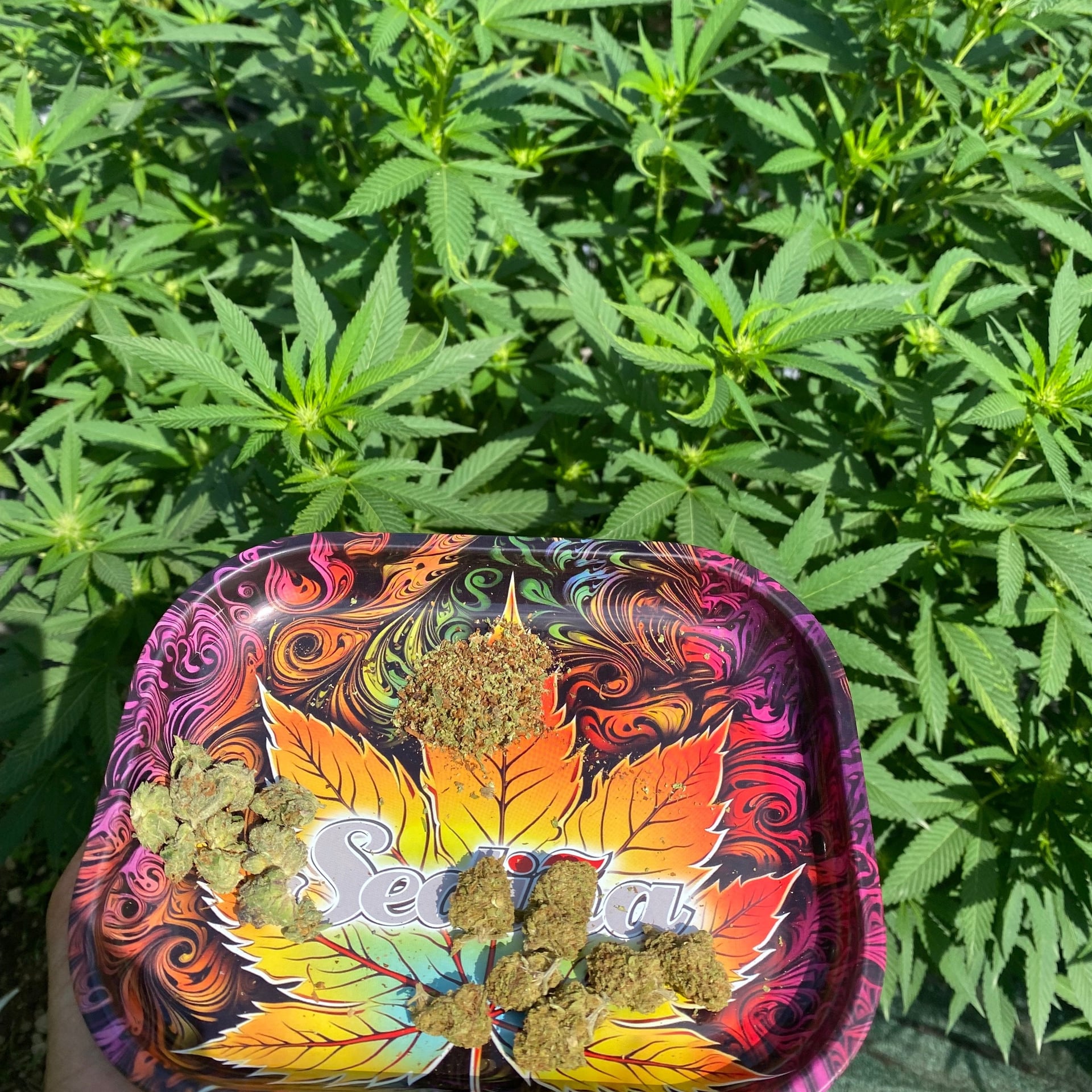 Cannabis Farm KhaoSok88