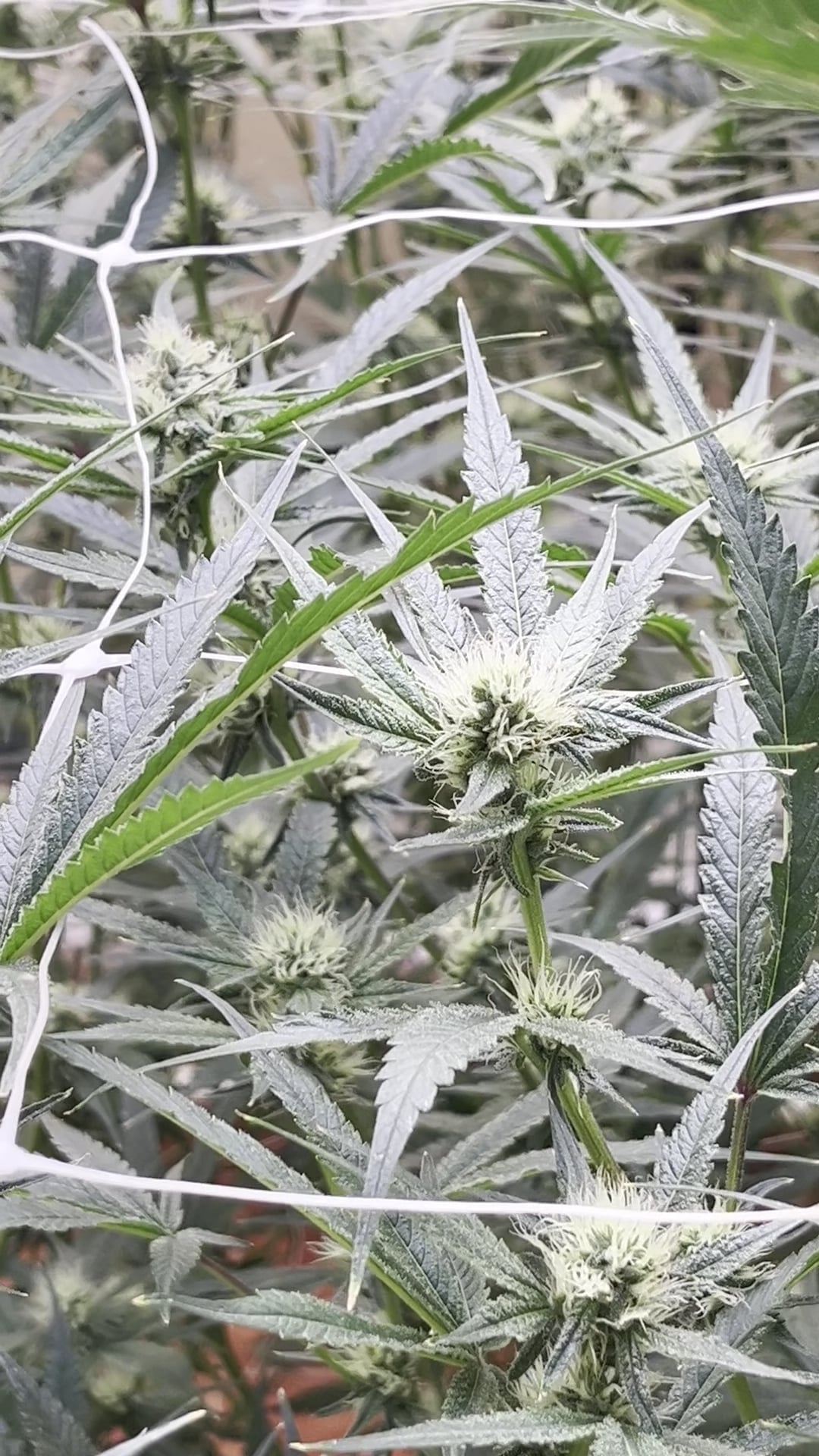 SoHighSo Cannabis