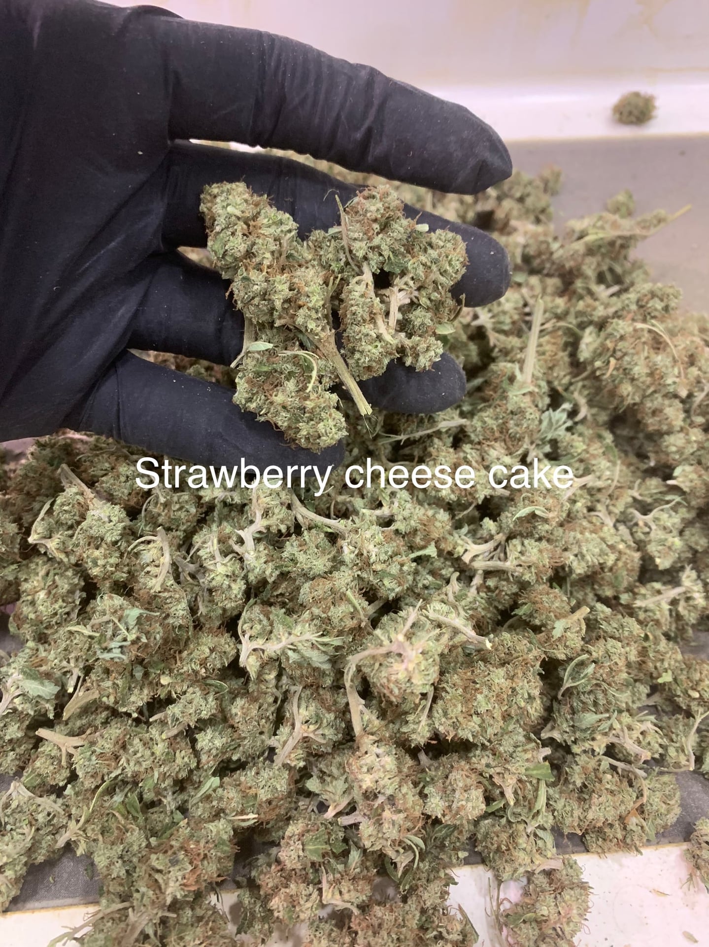 OG Monkey Farm