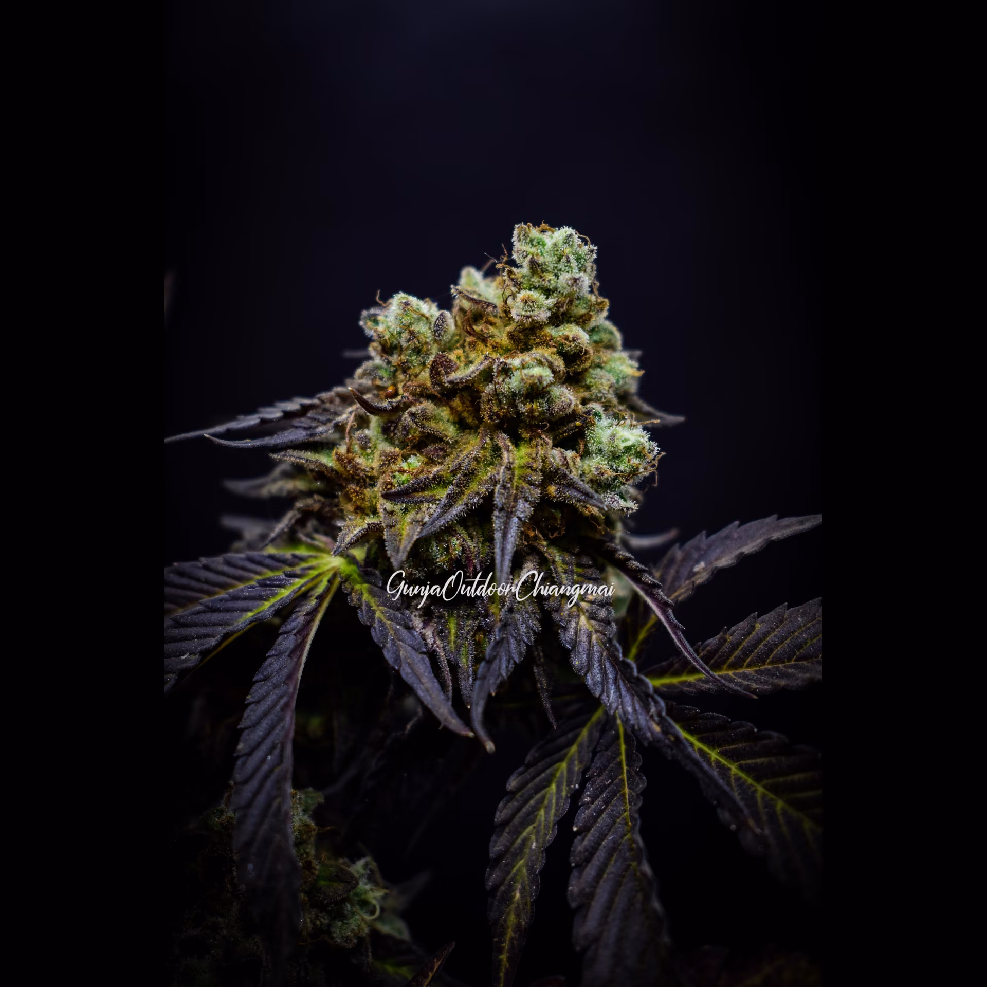 Cannabis Dispensary GunjaOutdoorChiangmai in Chiang Mai logo