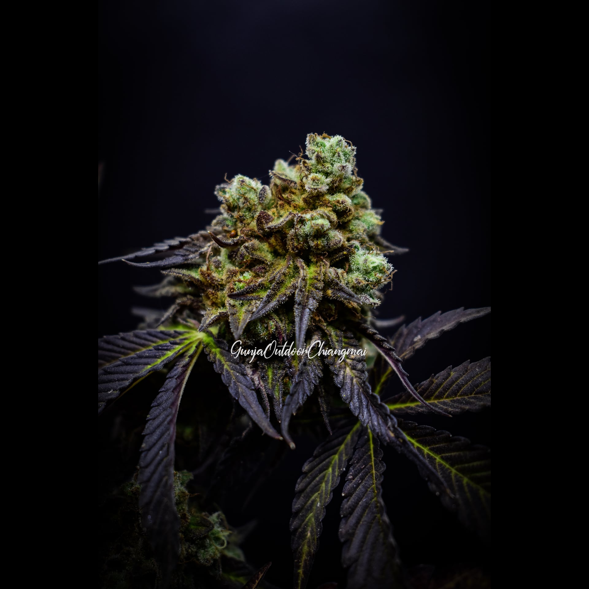 Chiang Maiの大麻ショップ GunjaOutdoorChiangmai ロゴ