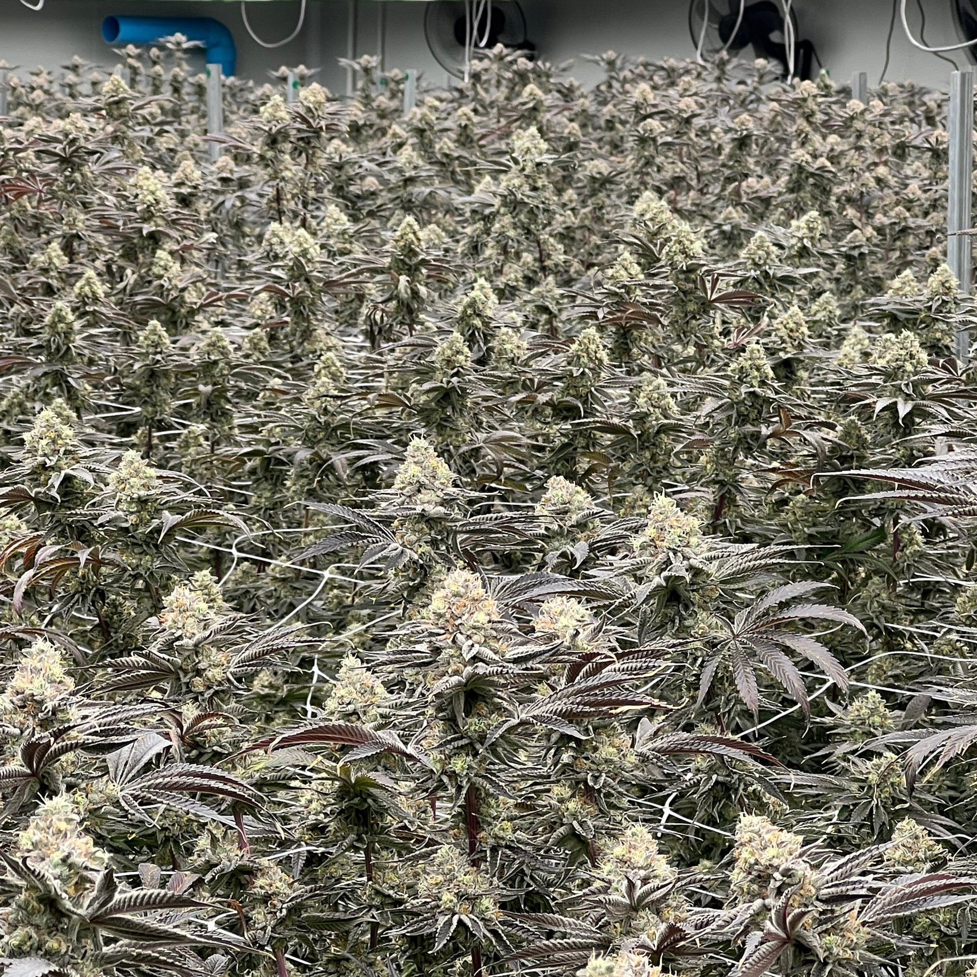 Farmtopia - Cannabis Farm & Dispensary Weed Shop Marijuana
