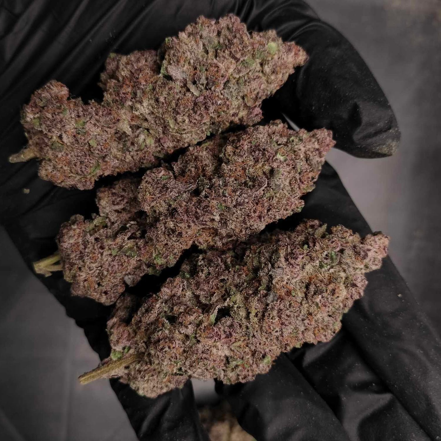Cannabis Dispensary Phuket Homegrown Farm Cannabis & Weed Good Things Don't Have To Be Expensive logo