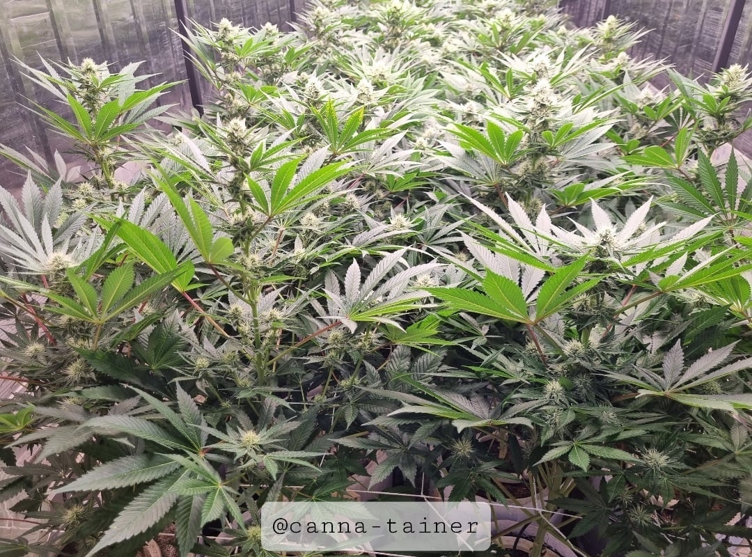 Canna-tainer Cannabis Farm
