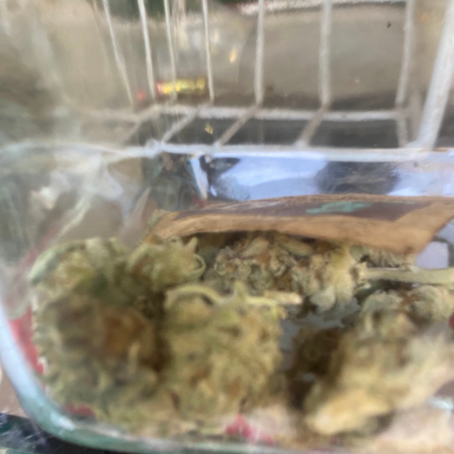 T-rex