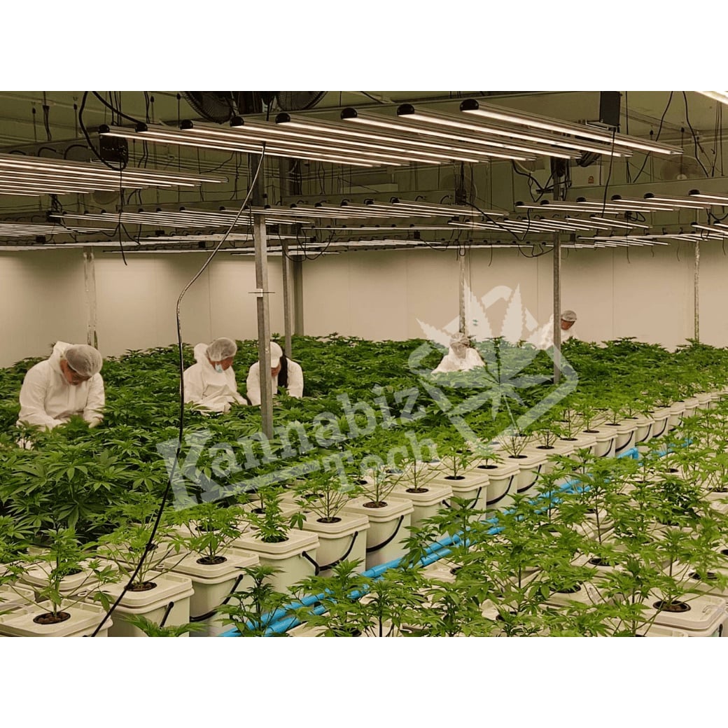 Kannabiz Tech