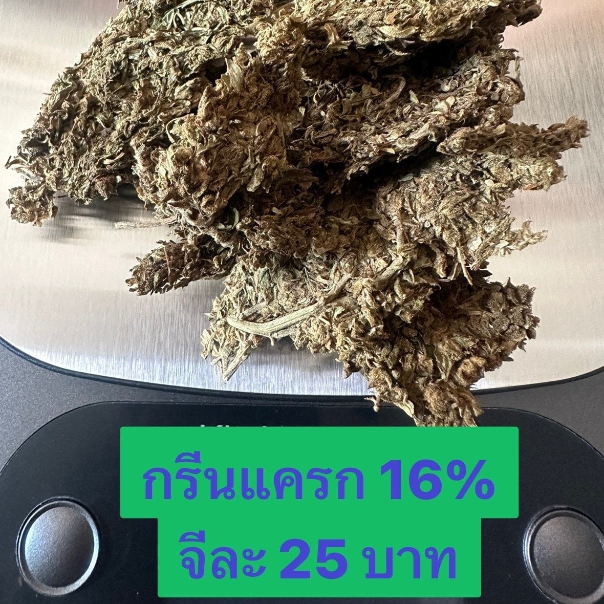 Gimmick Kamphaeng Saen