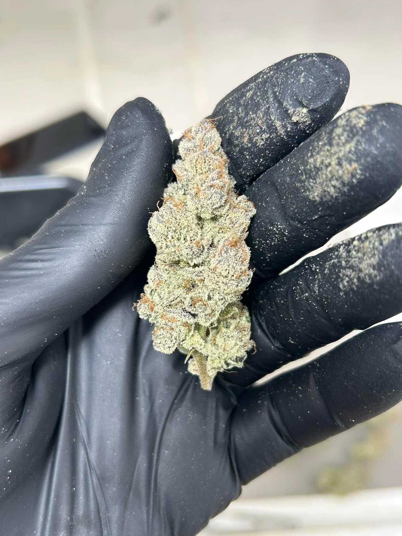 GreenEarth Cannabis Shop Khaolak