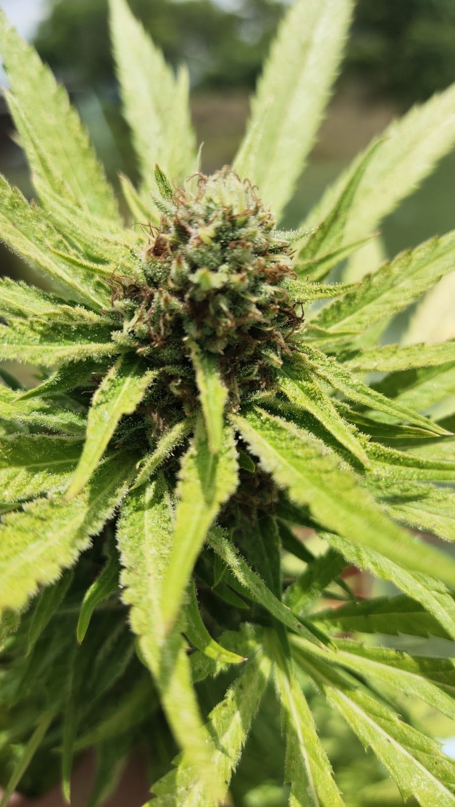 Green Devil
