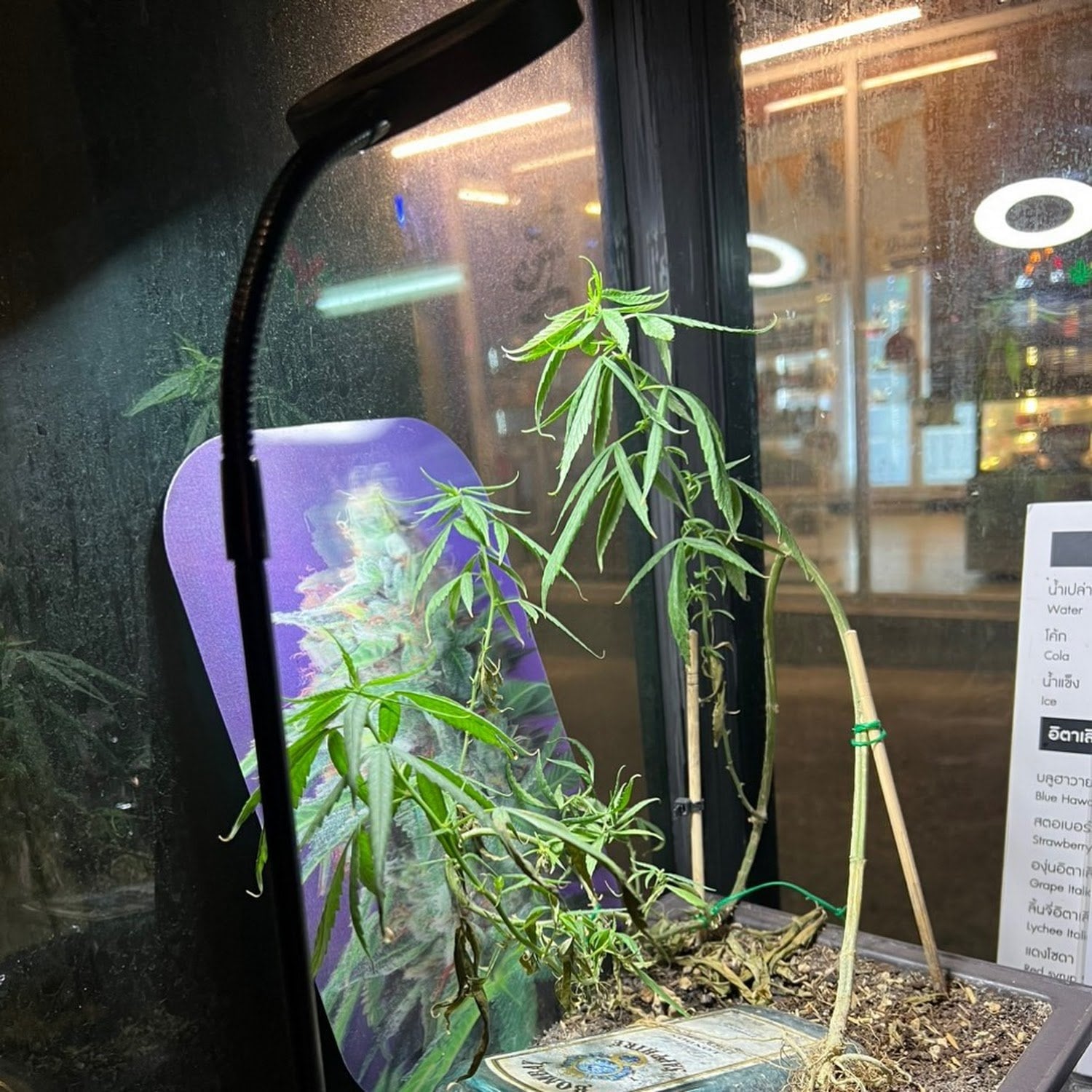SAWEEDDEE420Cafe'