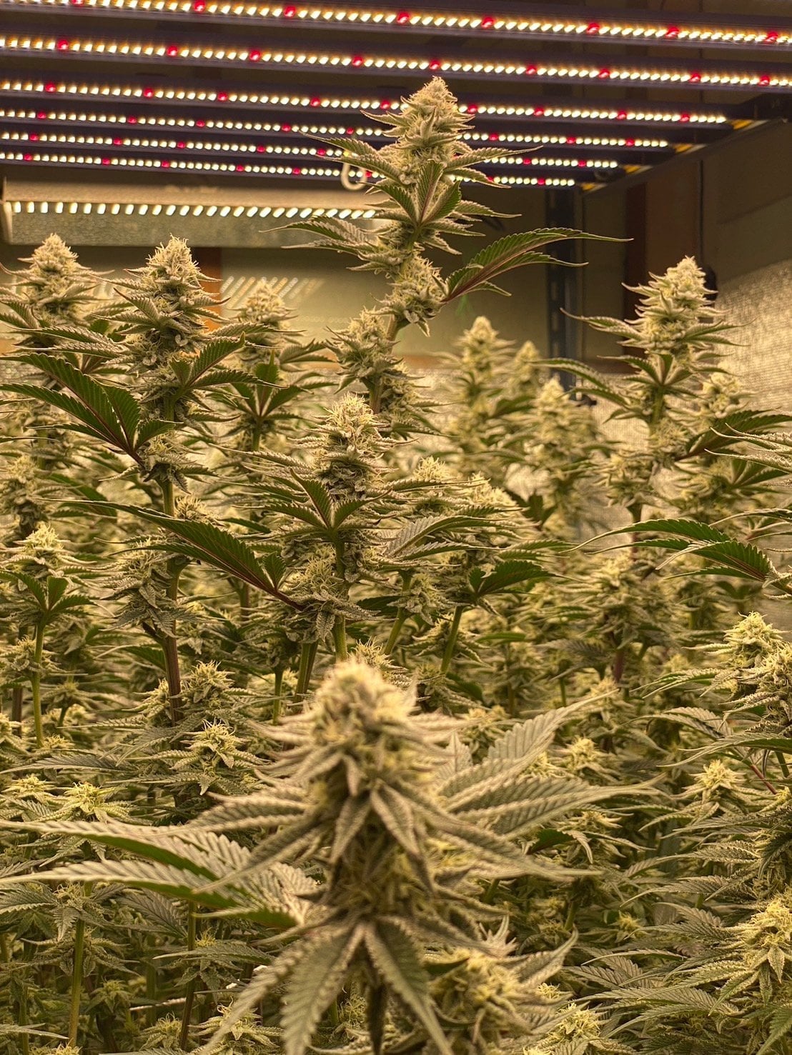 Shop Grower Bannok
