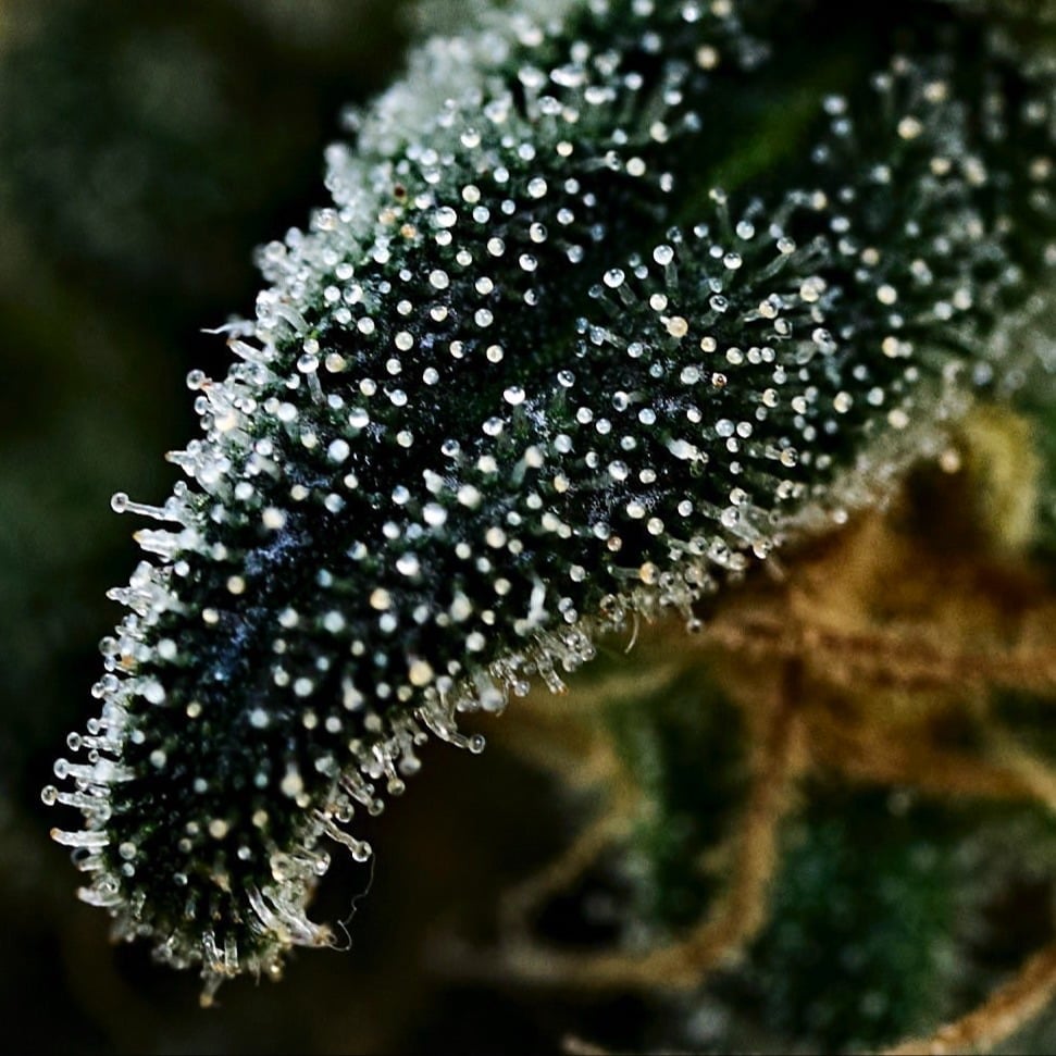 Cannabis Culture