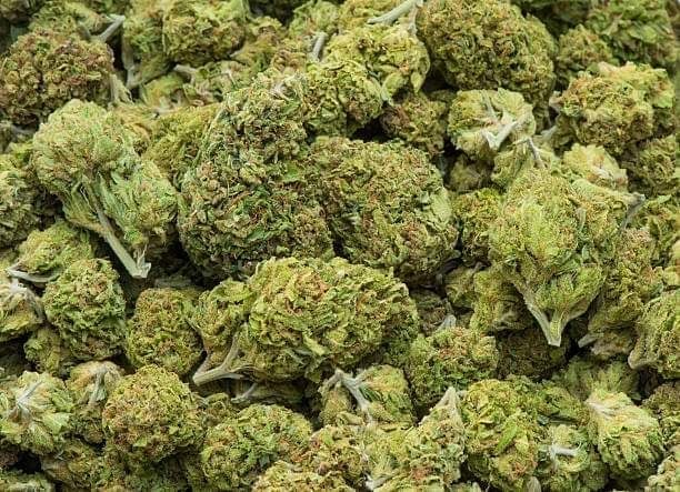 Kush Dee ~ Weed Shop Cannabis Dispensary Pattaya