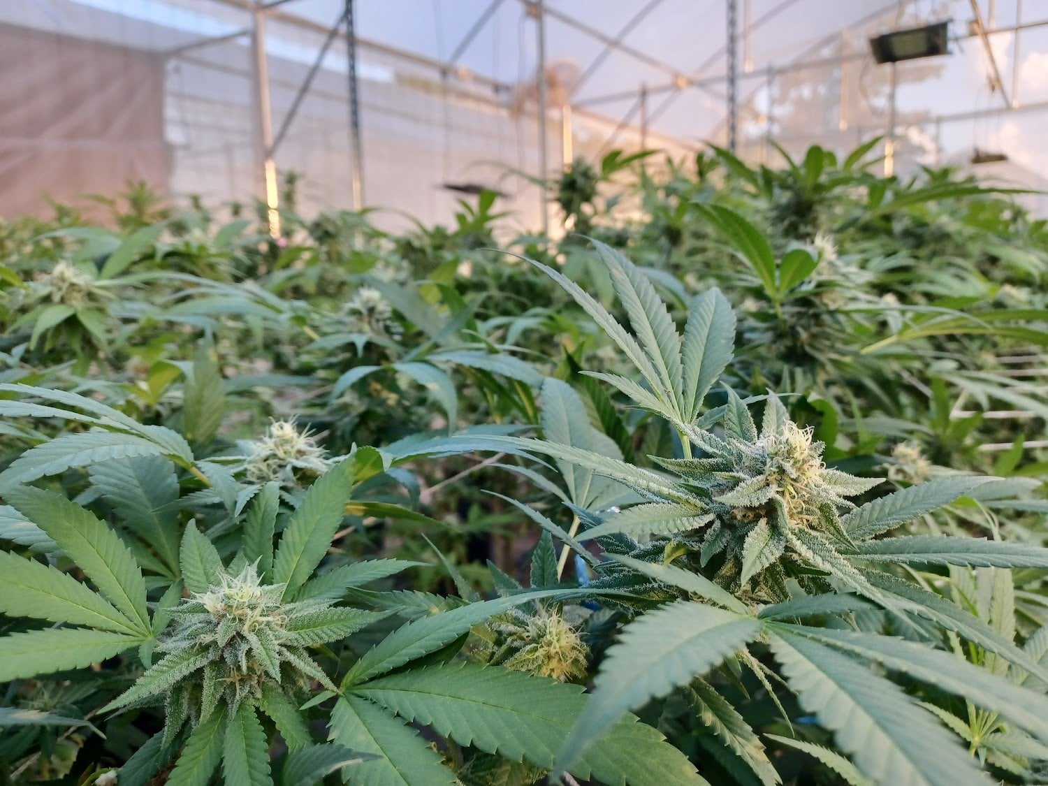 Lafayette Bars & Weed Canabis Farm