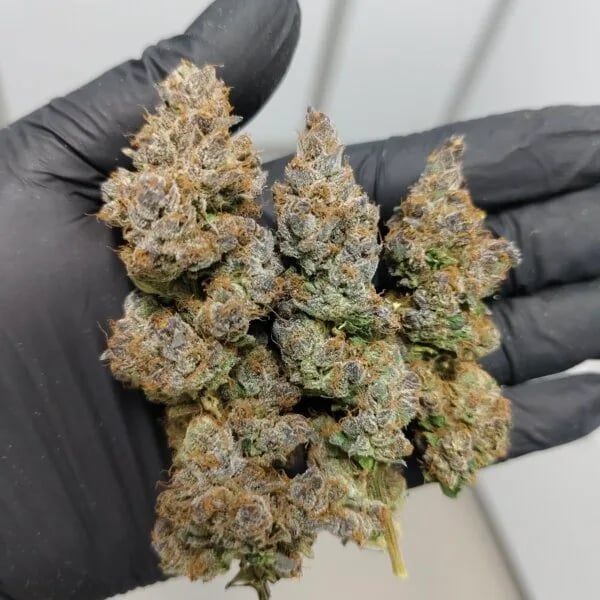 Cannabear