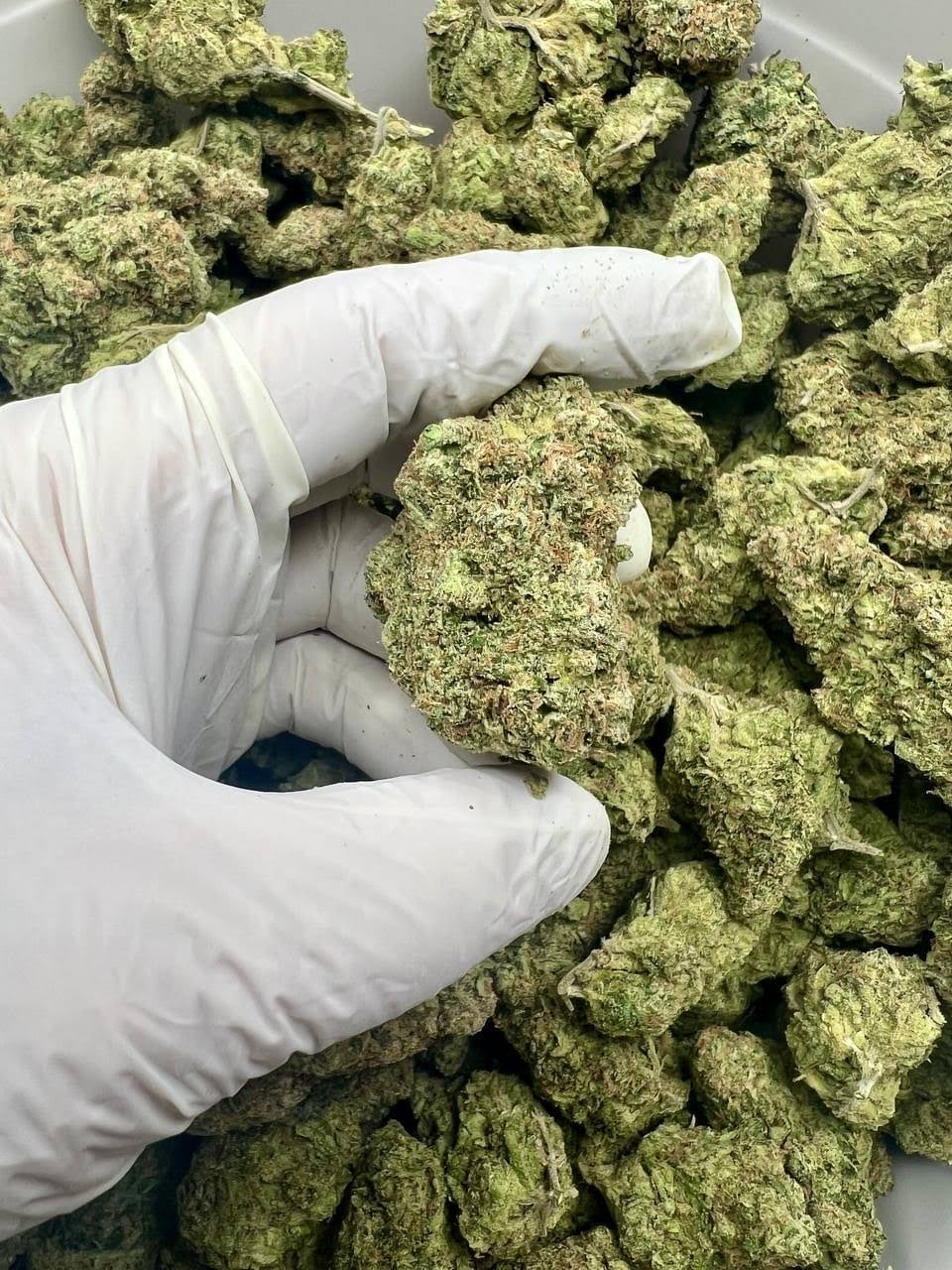 King Kush Garden - KKG .Co .