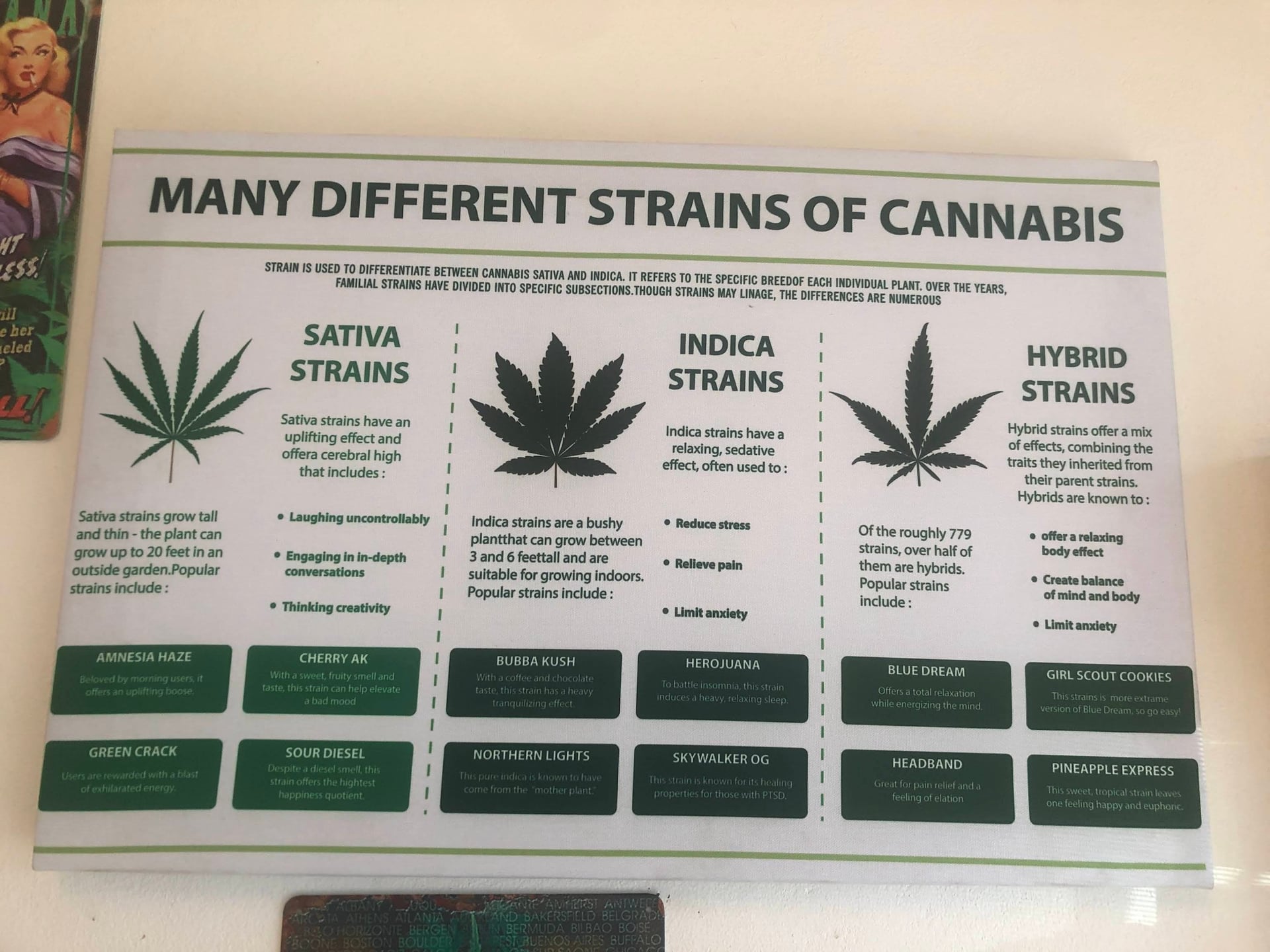 Sea Weed Canabis
