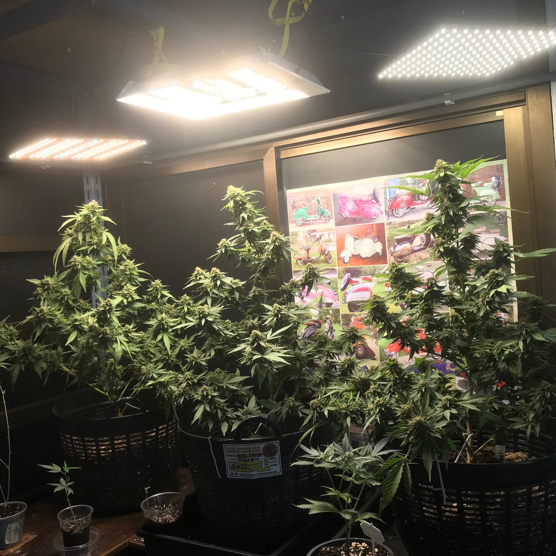 Lanna & Cannabis