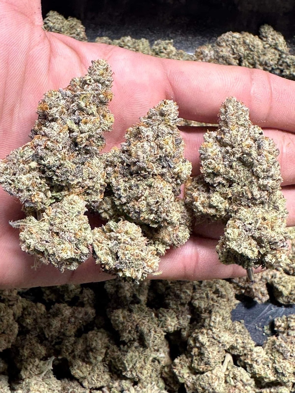 Highsiam Long Beach