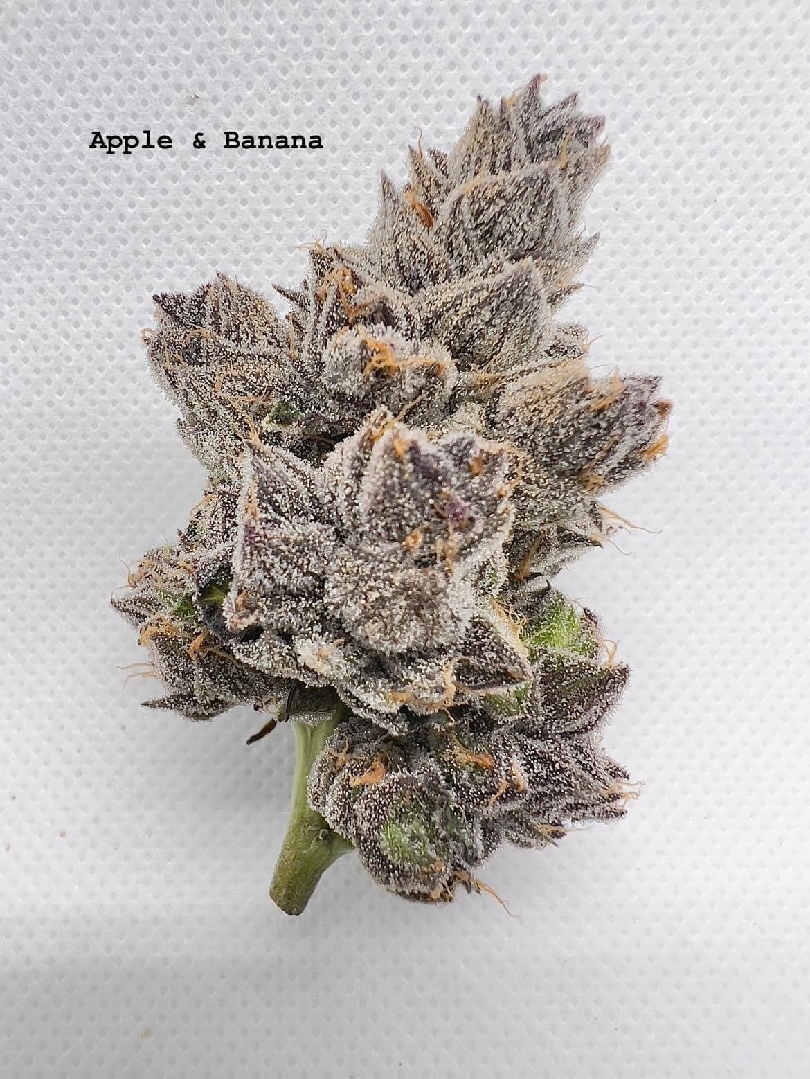 Avanweed X Rich Garden