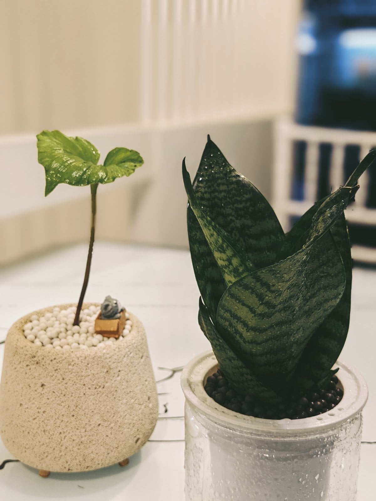Calamansi