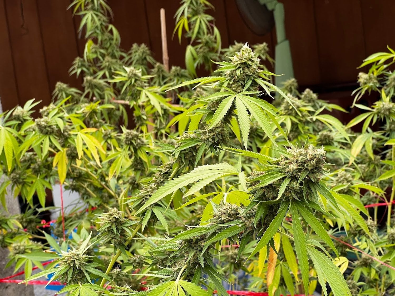CannabisFarm KhaoSok88