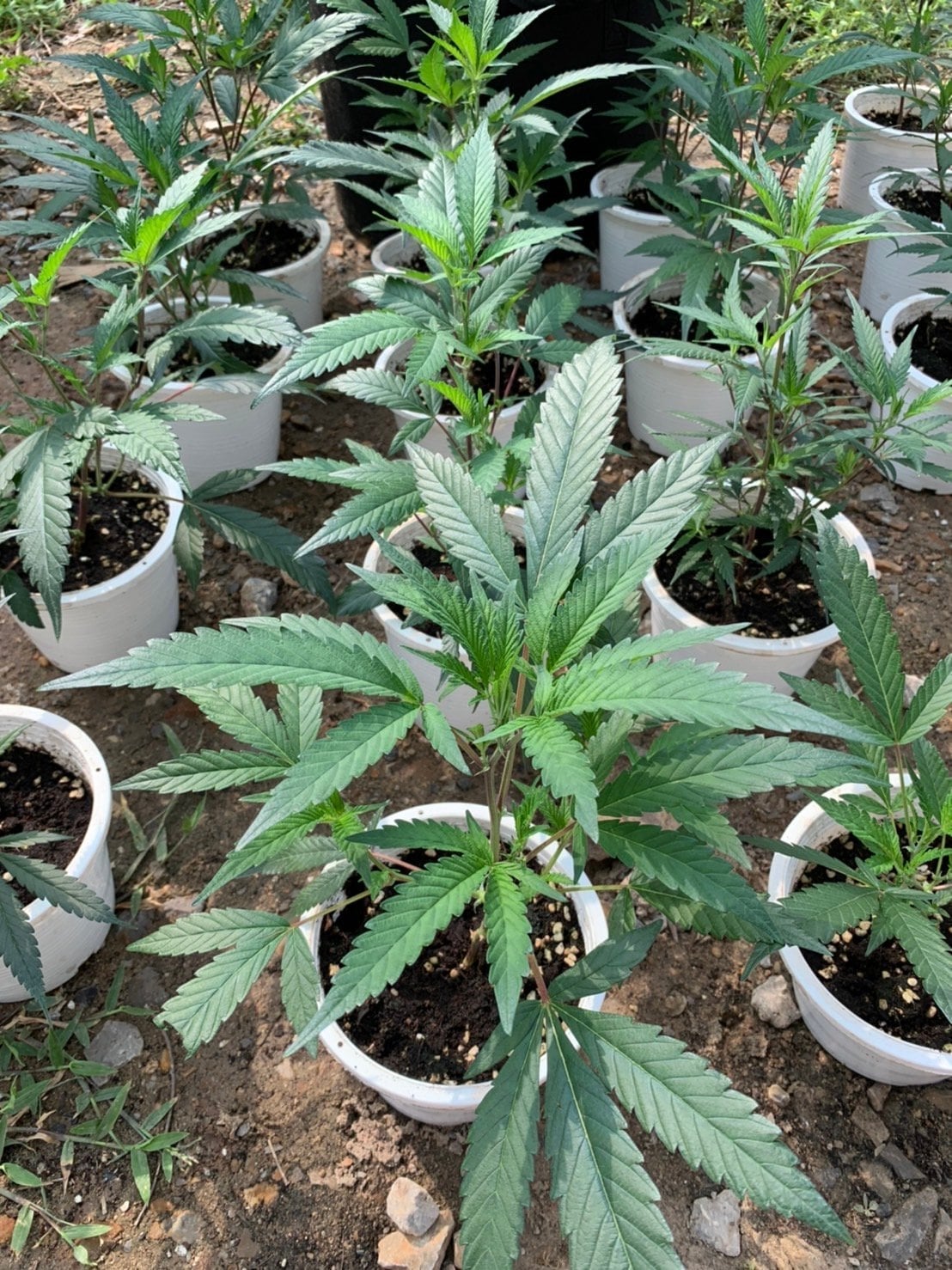 Pp Cannabis