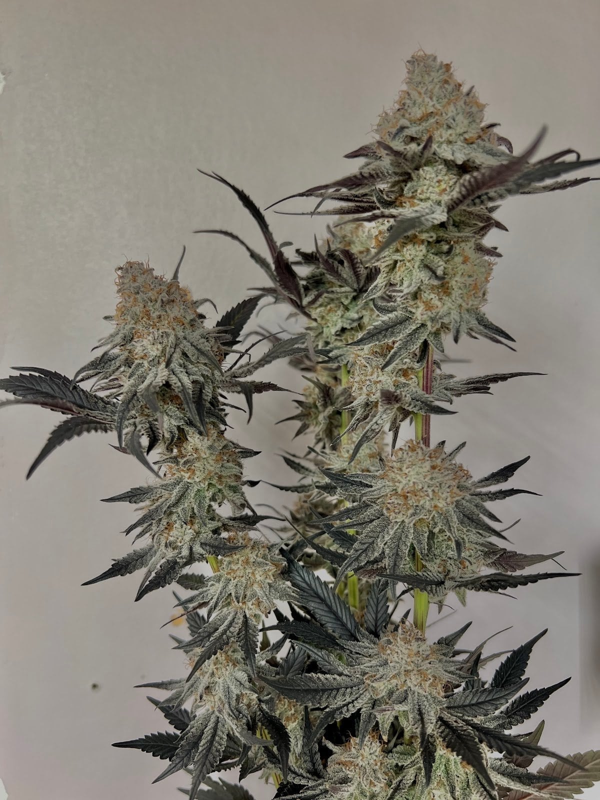 Avanweed X Rich Garden
