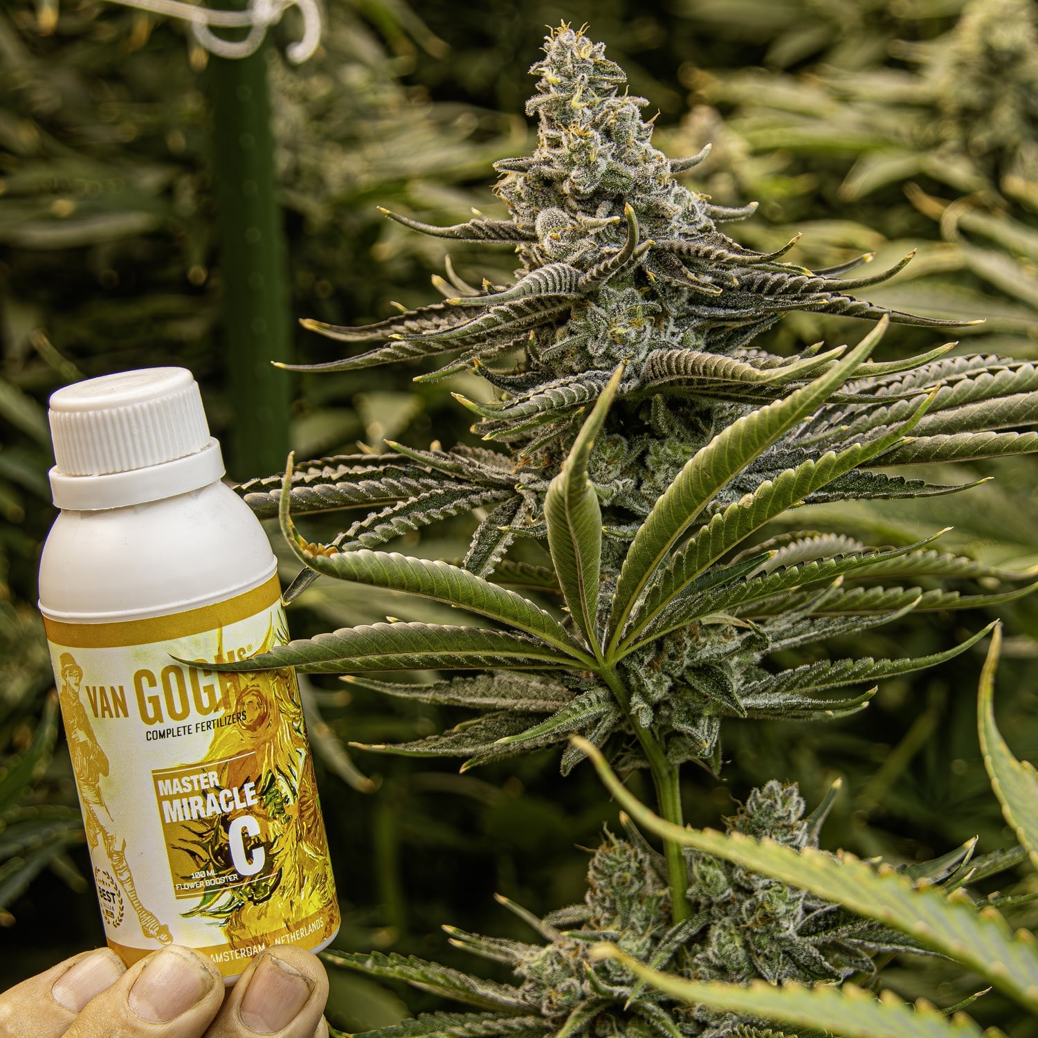 Van Goghs Cannabis Nutrients