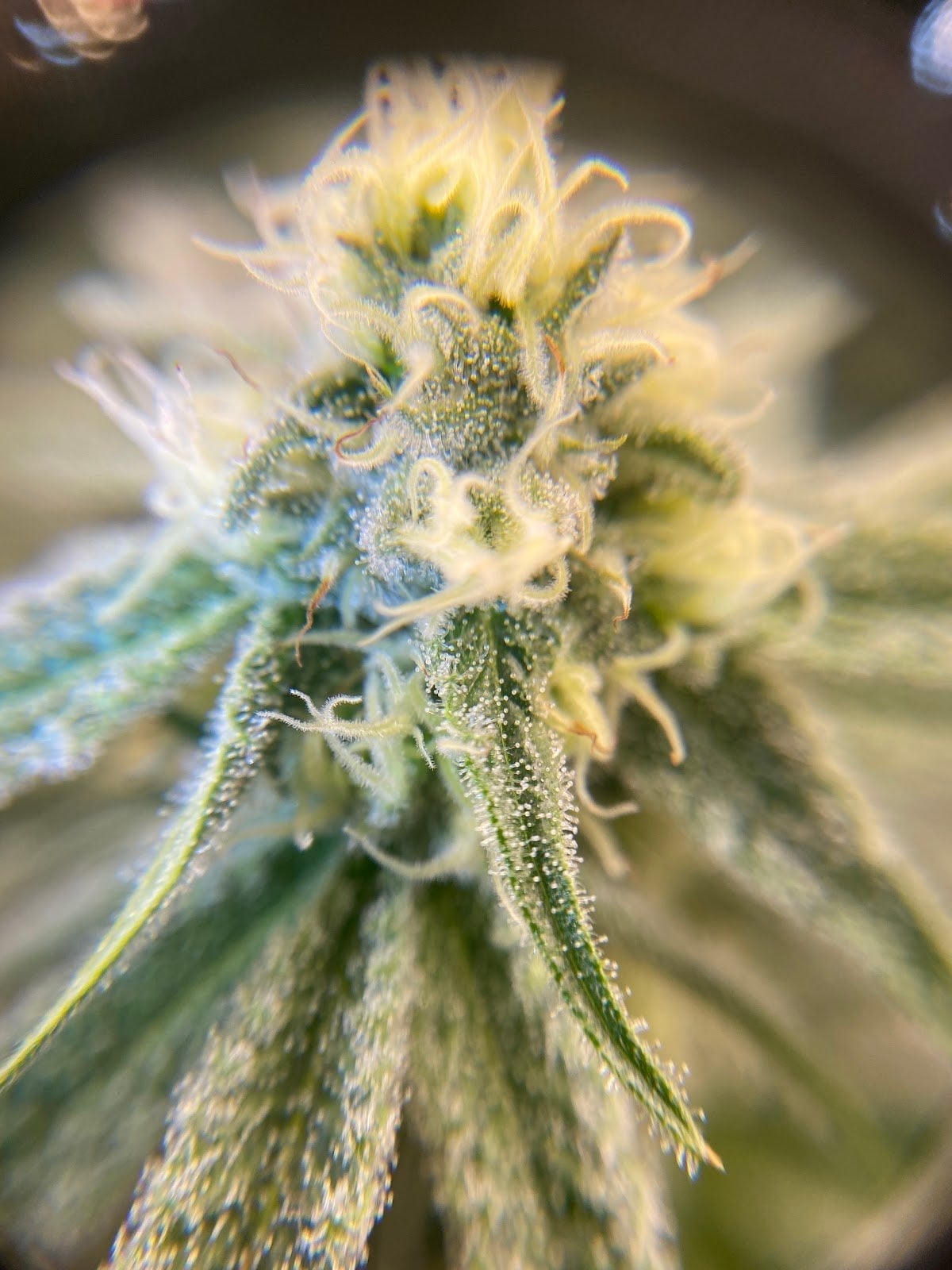Evergrow Organic Cannabis Farm