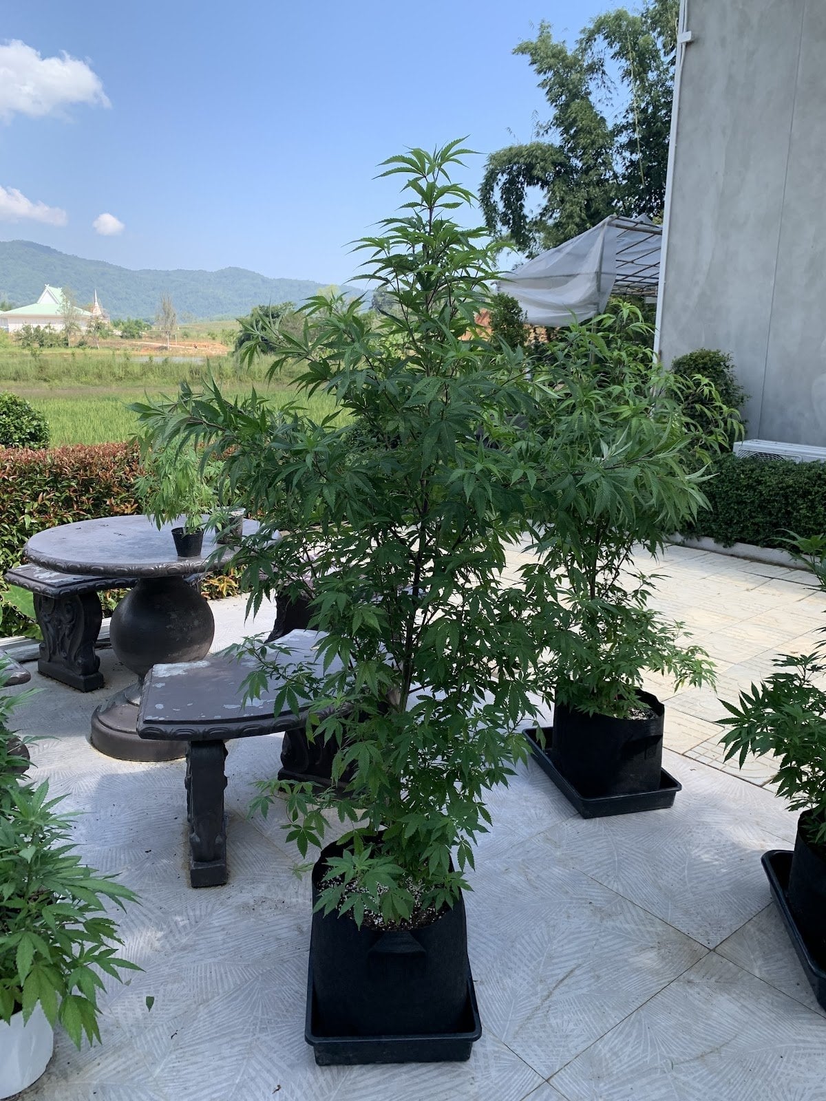 Good Weed