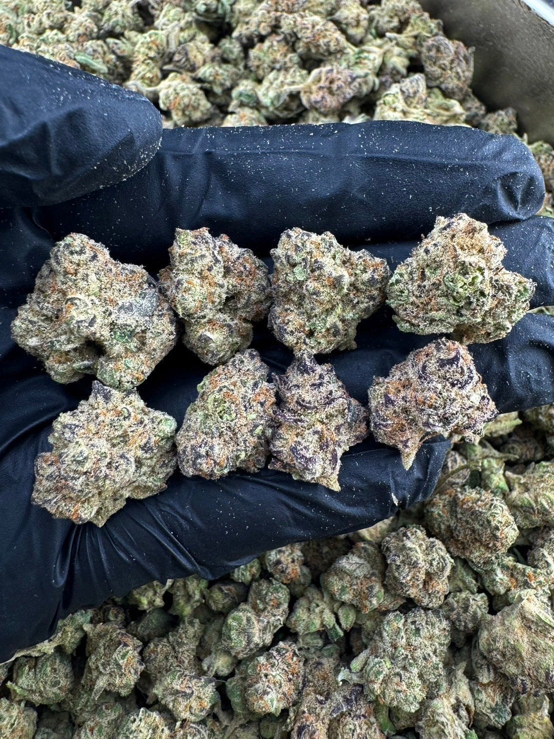 Exoticcnx