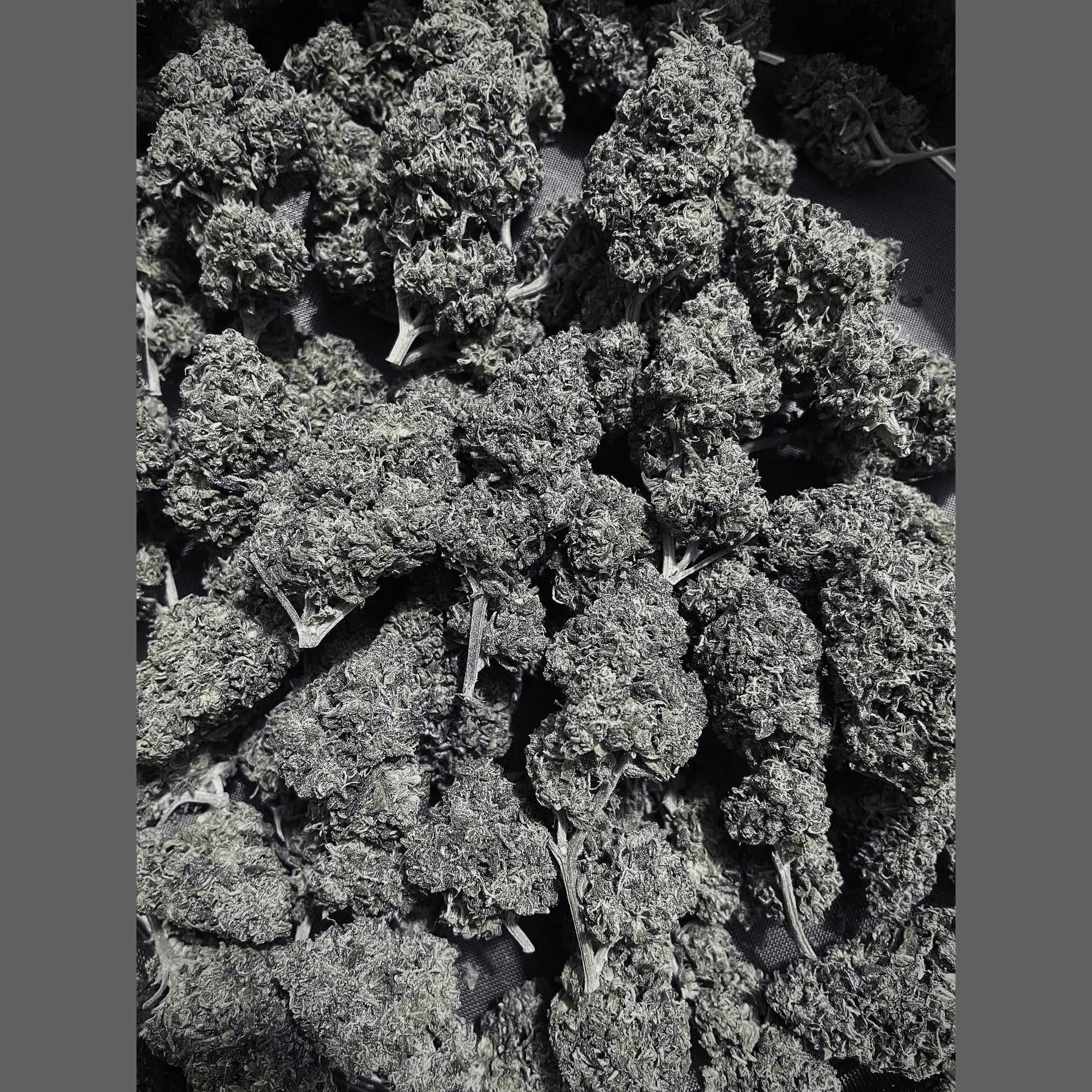 Cannabis Dispensary Intaraweed logo
