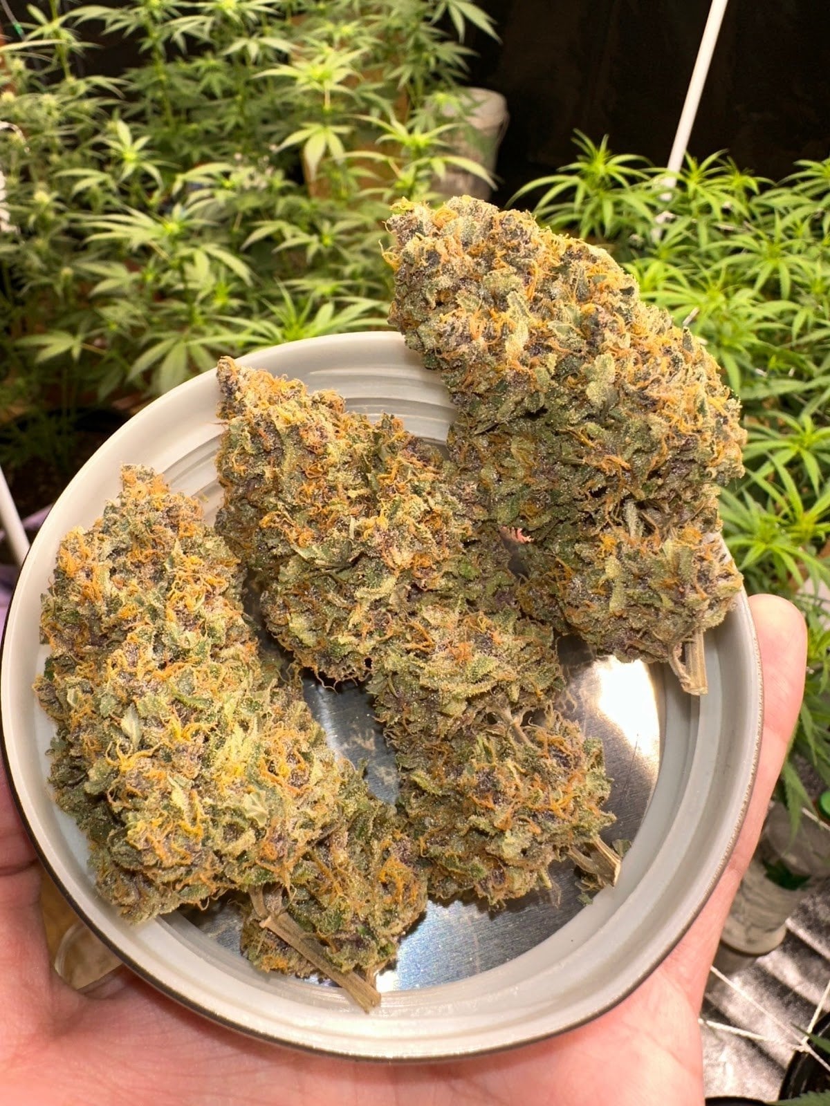 Bodhi Farm Weed JungleJoints