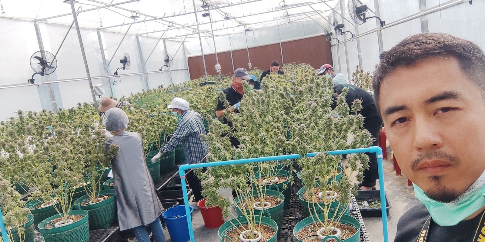 Buzzup Cannabis Shop & Guesthouse - Fang's Unique Terroir & Terpene-Rich