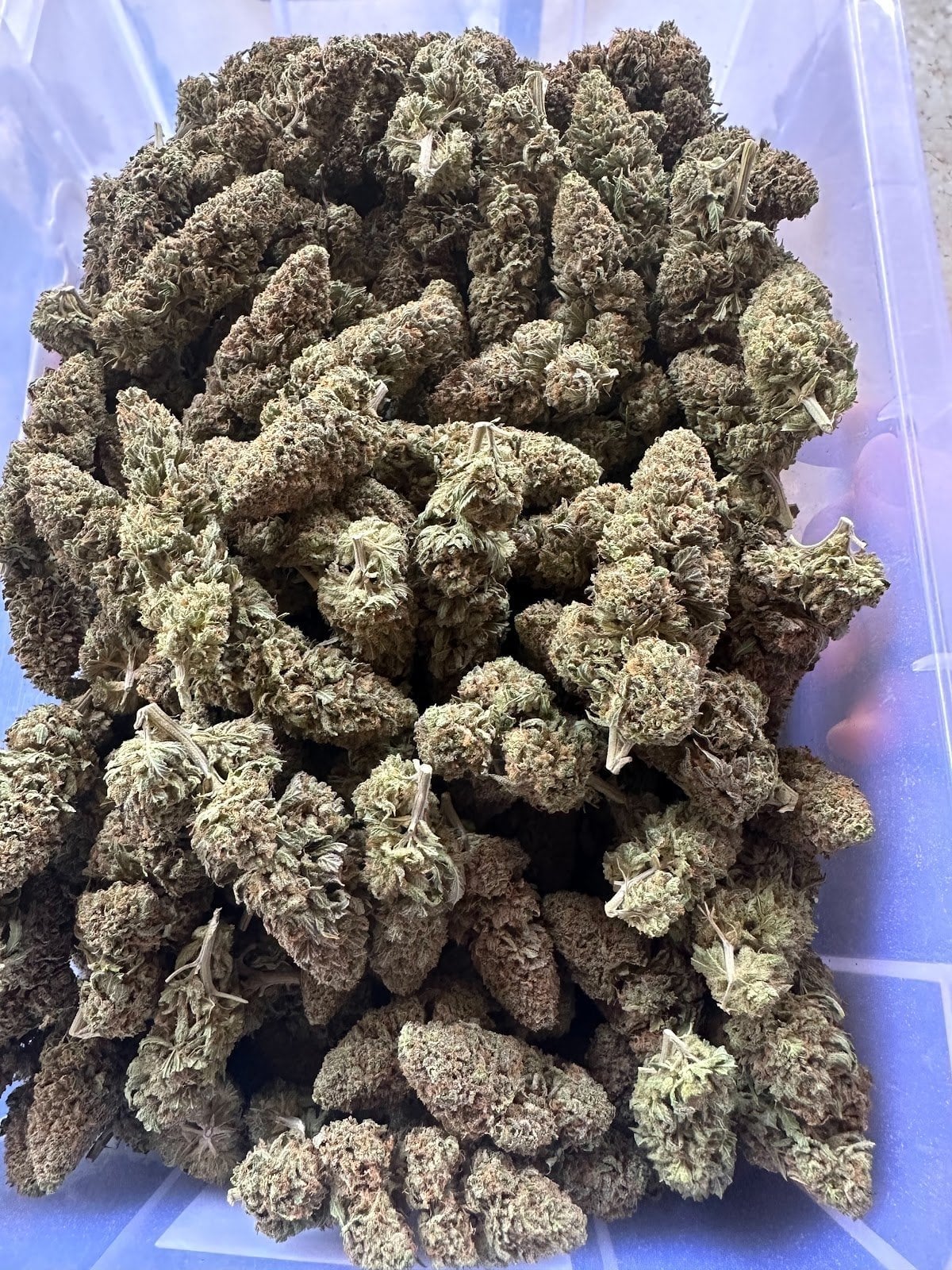 High & Roll 88 1