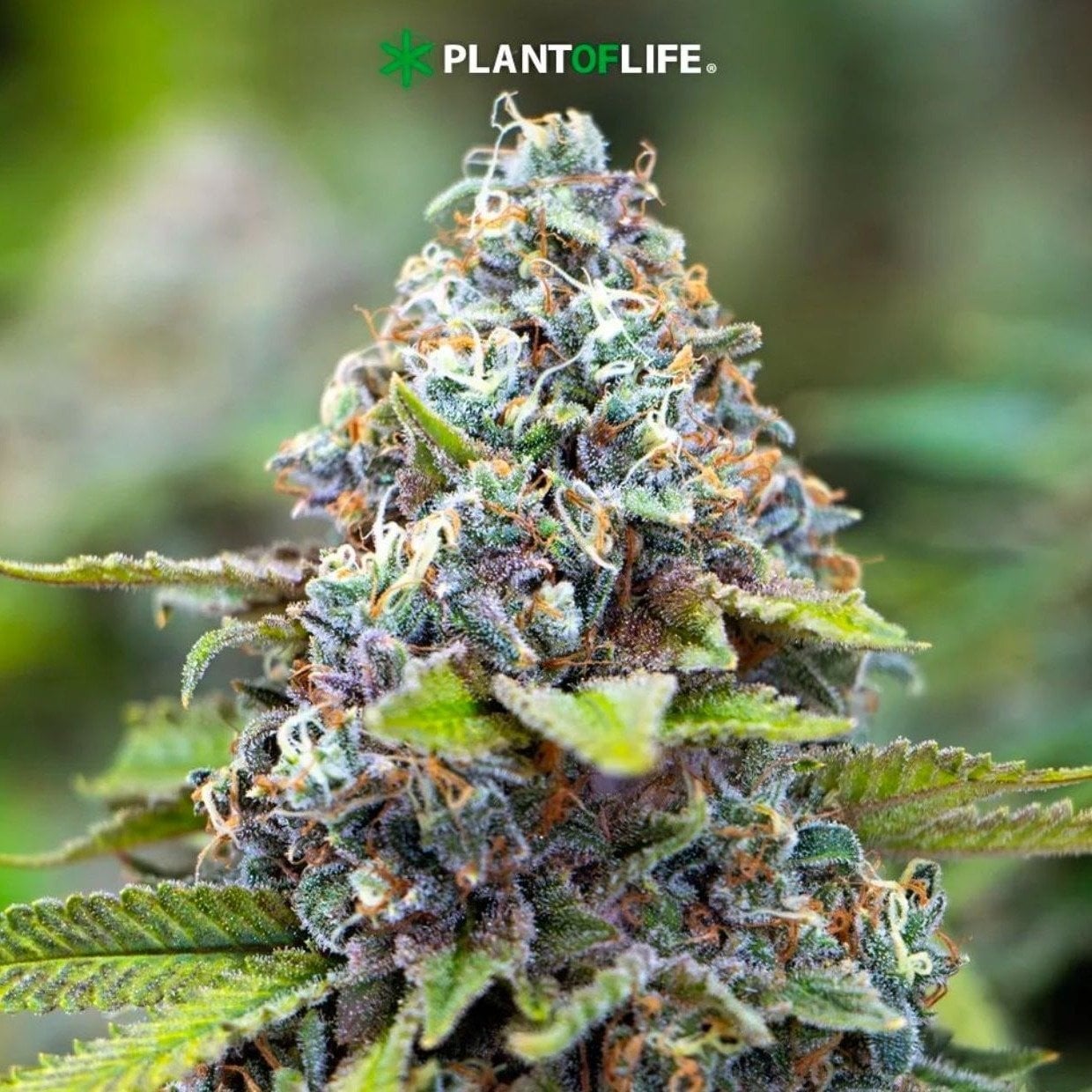 Plant Of Life Asia