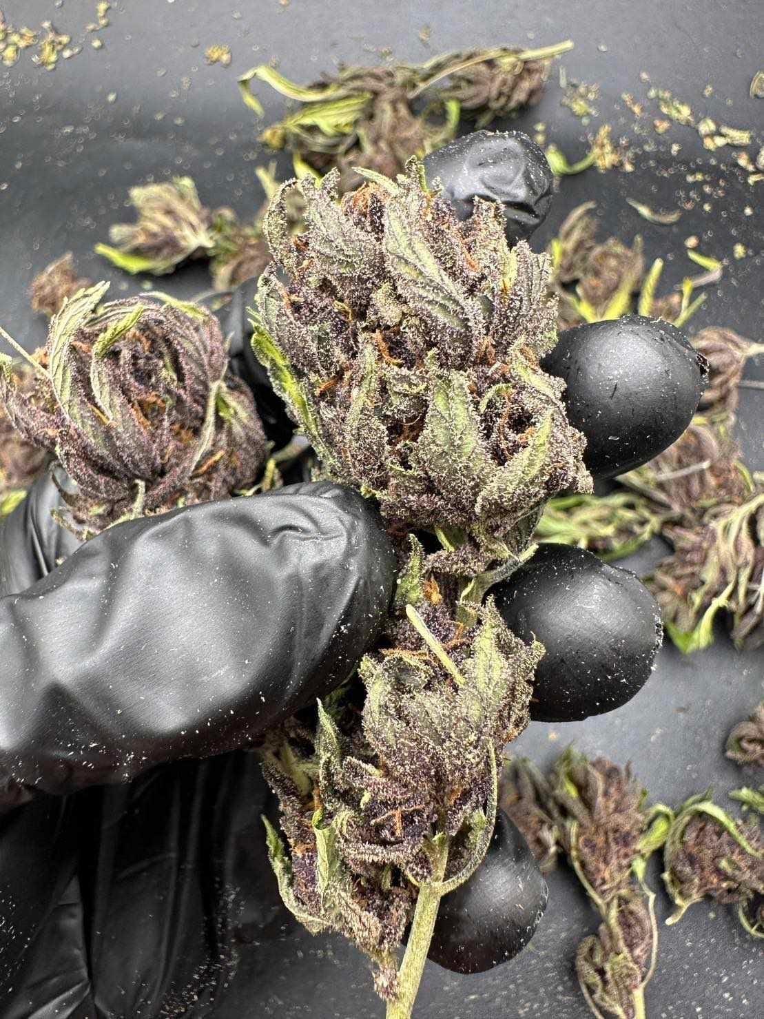 Smoked Cannabis