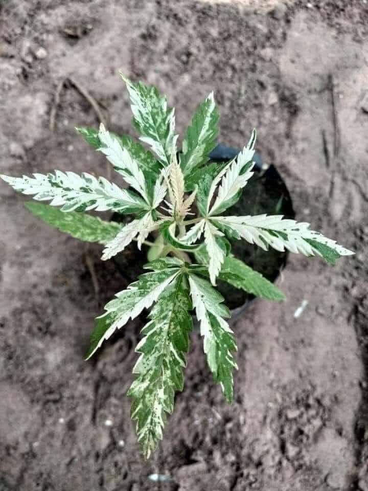 Kratom Cannabis Research Center