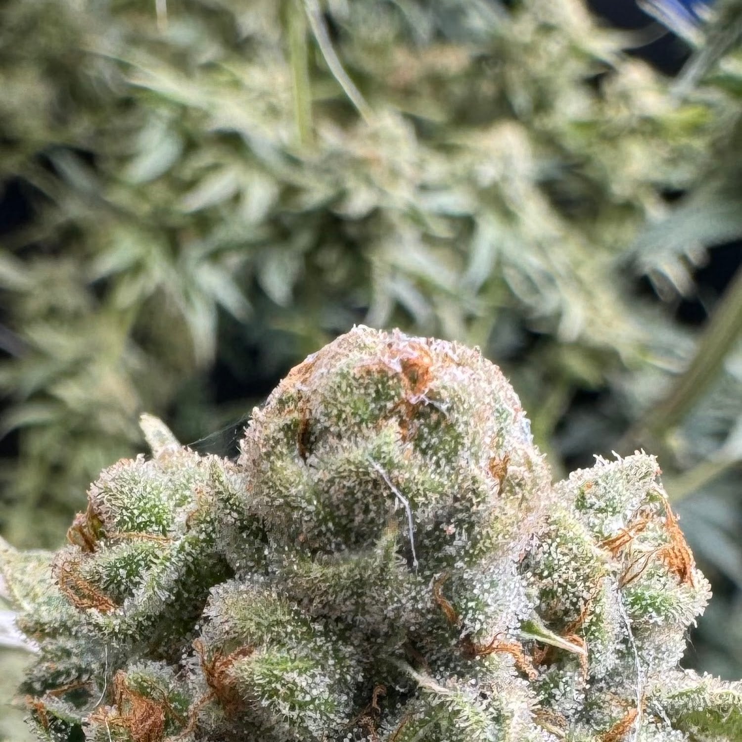 Kung Cannabis