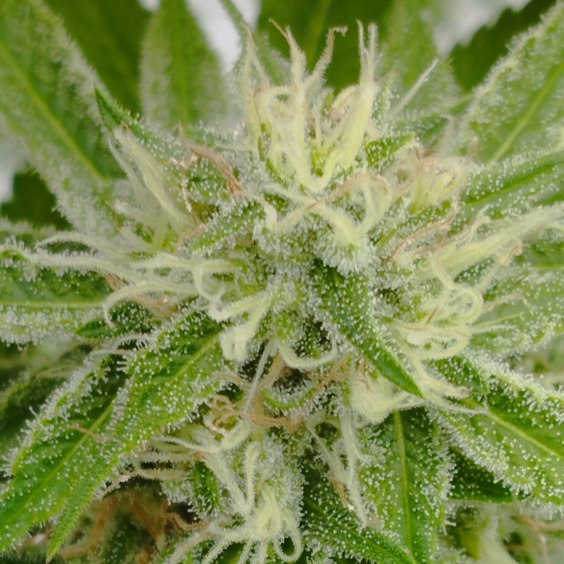 Ganja Garden